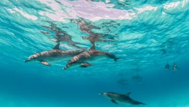 Bali Dolphin Encounters and Conservation Efforts