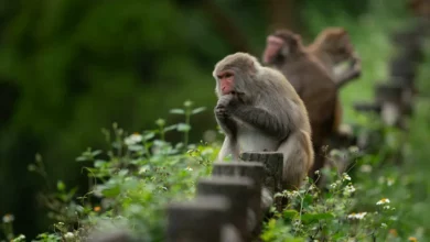 Navigating the Sacred Ubud Monkey Forest